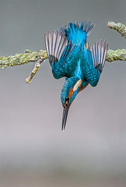 Kingfisher Diving from Perch.jpg - Colour Exhibition Print